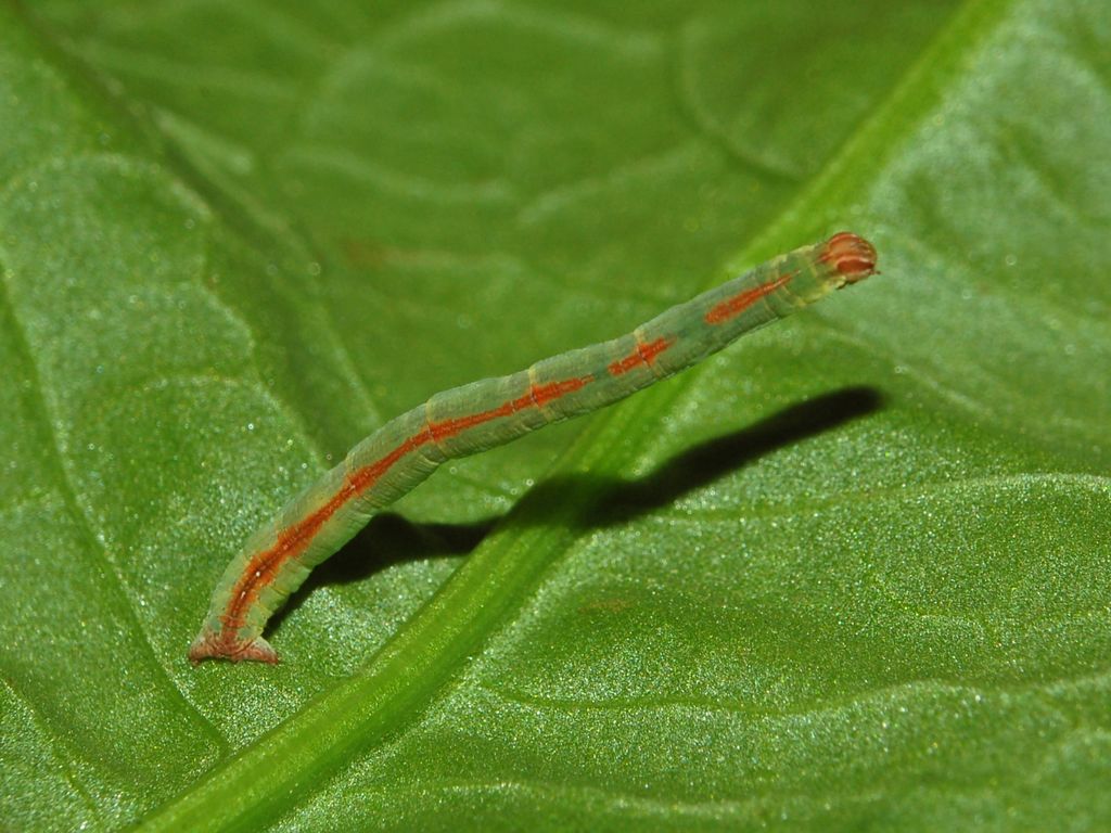 Un bruco rosso e verde